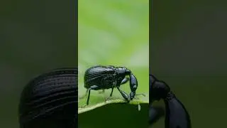 #Macro photography of a small weevil that looks like from #avatar movie #insectsmacro #weevils
