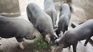 Pig farm in assam Daily Video // Assam pig farmFarm of Assam