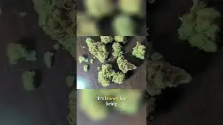 Triangle Kush: Experience Potent Physical Relaxation #shorts