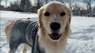 【北海道のドカ雪が凄すぎる…】雪に埋もれて立ち往生するゴールデンレトリバーのドンちゃんが可愛すぎる！！