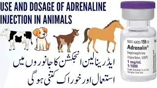 Understanding Adrenaline Dose and Use in Animals: Dosage Guidelines and Veterinary Applications