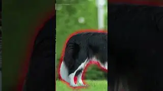 Alimento Veterinary HPM de VIRBAC para perros y gatos