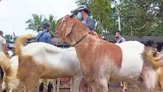 update harga kambing babon Jawa randu jumbo pasar Ampel Boyolali