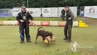 Dobermann Personal Protection Dog @15 months old (Dog Training Club in the UK 🇬🇧)