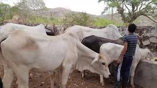 Fim de tarde cortando bananeira para o gado.