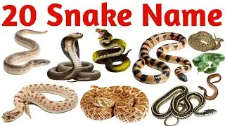 20 साँपों के नाम | Learn 20 Snake Names in English with Pictures and Sounds for Kids