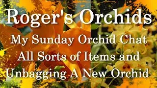My Sunday Orchid Chat - All Sorts