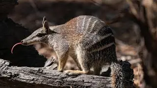 Australian Numbat | #australia #wildlife #conservation