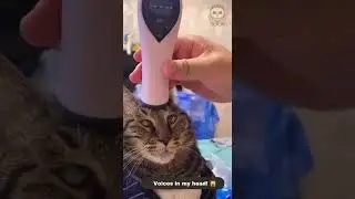 #cat #dibbles #catvideo #funnycat #funnycatvideo