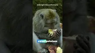 Macaque Masterminds: How They Learn From Each Other! 🤔🐒#MacaqueLearning #Innovation #short #Macaques