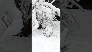 Снова немного замело. #снег #февраль #snow #february #snowfall