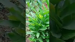 arrow root plant ☘️