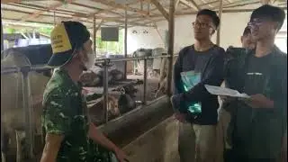 AGROFORESTRI SISKA (INTEGRASI PETERNAKAN SAPI DI KEBUN KELAPA SAWIT) DI SP1 LABOY JAYA, KAB.KAMPAR