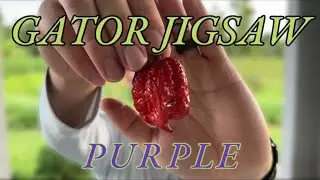 Gator Jigsaw Purple | Pepper Review