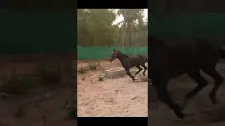 Dull black #Horseriding  #nani's farm #horselover #shorts #horseclub