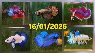 16/01/2026, BETTA GIÁ RẺ: HALFMOON, DUMBO, SAMURAI, NEMO, HOANG DÃ, MARBLE DOT.