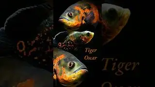 King size Tiger Oscar collection is available at Pet Urbana..