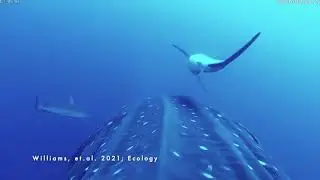 Sharks as exfoliators