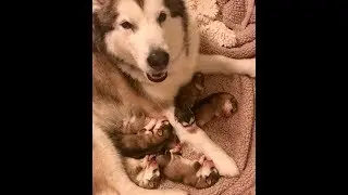 Maya&rsquo;s Pet Vet Show_Chloe has her babies Ep.7