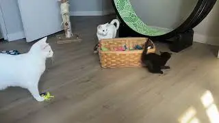 Cat Politics