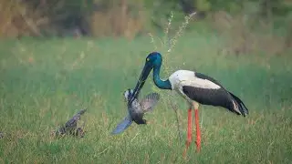 Black neck stork & Common morhen