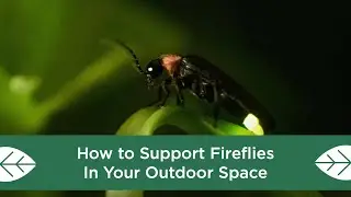 How to Support Fireflies in Your Outdoor Space