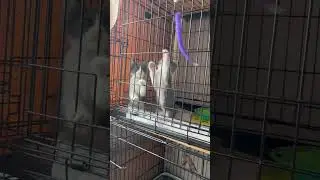 Котёнок по имени Гав ищет свой дом!!! #cat #help #kitten #love #котик #кот #pets