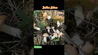 Suillus Luteus-Маслёнок Обыкновенный(майский) #mushroom #2024 #fungi #nature #foraging