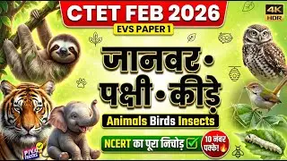 🔥 CTET EVS FEB 2026 | Animals Birds Insects 🐯🦉🐜 | NCERT Class 3-5 Notes ✅ 10 Marks पक्के!