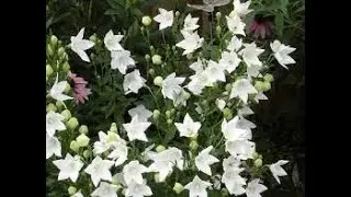 Платикодон (Platycodon) и  Кампанула карпатская (Campanula carpatica)
