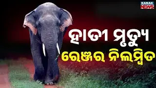 Kandhamal Elephant Death Case: Ranger Suspended After Cover-Up Allegations