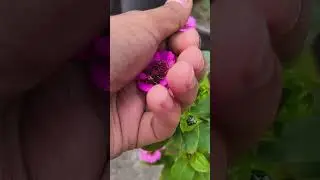 joy of self grown flowers #gardening #flowers #flowergarden #newgardener