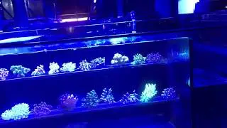 Low light corals