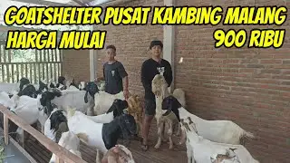 REVIEW HARGA KAMBING MURAH MULAI 900 RIBU DI PUSAT KAMBING GOATSHELTER MALANG