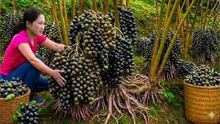 Harvesting GIANT Caryota urens L to Sell | GIANT Black Bean Soup Before Market Day