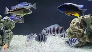 Frontosa Colony meets the Predator Hap African Cichlids