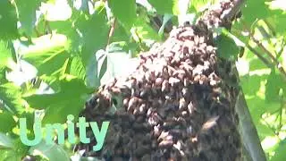 BEE HIVE UNITY IS BETTER