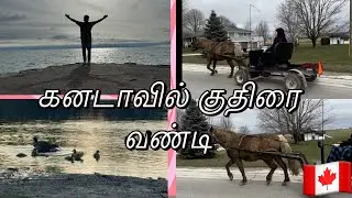 A summer trip to kincardine 🇨🇦 கனடாவில் குதிரை வண்டி #Kirleshkumar #vlog #tamil #canada  #students