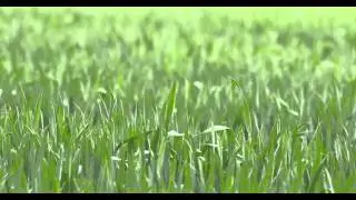 Nature Summer Bird Horse Lake - Free Footage - 4K & 1080p