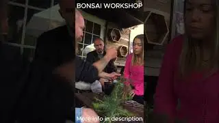 Bonsai Workshops Available  #bonsai