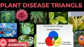 PLANT DISEASE TRIANGLE ||TETRAHEDON PYRAMID. ||   Plant  pathology  , microbiology MSC 