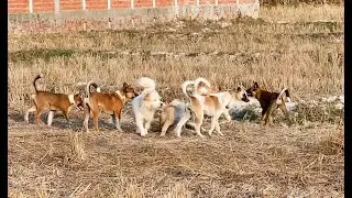 Numbers Skinny Dog With Drunk Man - Video Village Pets - Asian Dog Blog