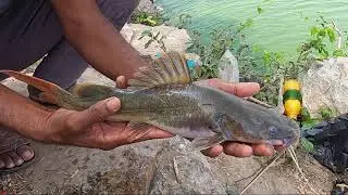 Krishna river fishing ||🐟🐟 brown catfish  cath