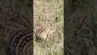 Ground Squirrel Stretch and Squat - Thirteen-lined Ground Squirrel (Striped Gopher)