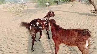 Goat Family Meeting in Village | Rural Life Moments&rdquo; 