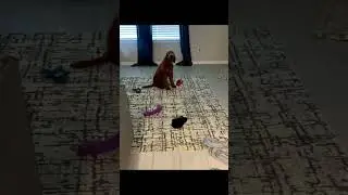 My pets destroy everything #pets
