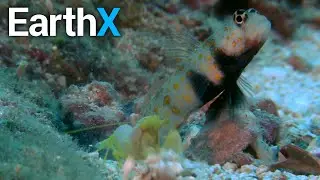 The Amazing Domestic Partnership Between Shrimp and Fish | Ocean Wonders | EarthX