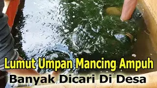 Ternyata Lumut Umpan Favorit Untuk Mancing Ikan Nila