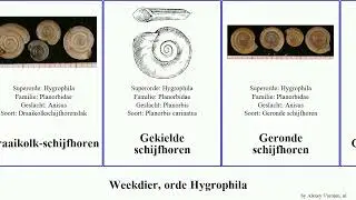 Weekdier, orde Hygrophila schijfhoren mollusca e.a Witte Futuremono Blaashorens Neoplanorbis