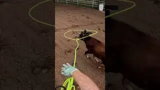 Roping Ol&rsquo; Son #teamroping #horse #roping #teamroper #barretthouser